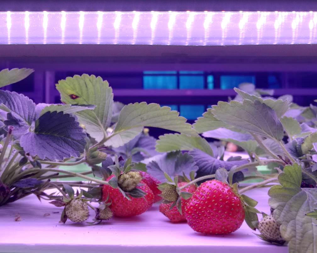 Strawberry Growth LED lamp fixture