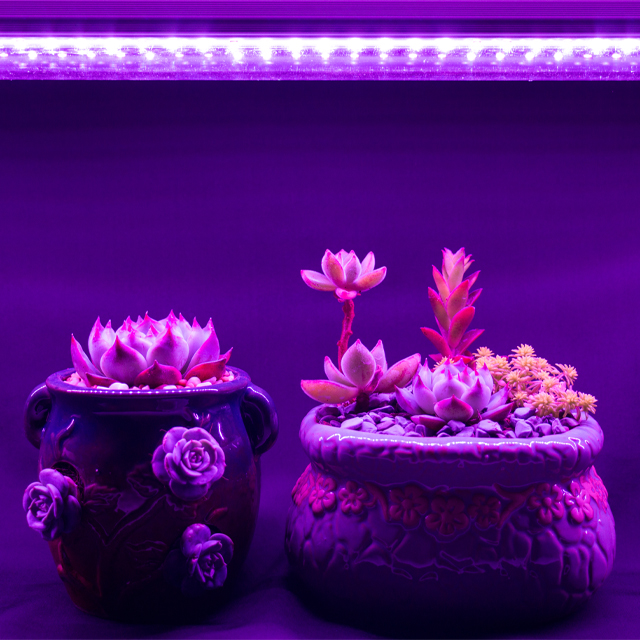 LED Succulent Lamp